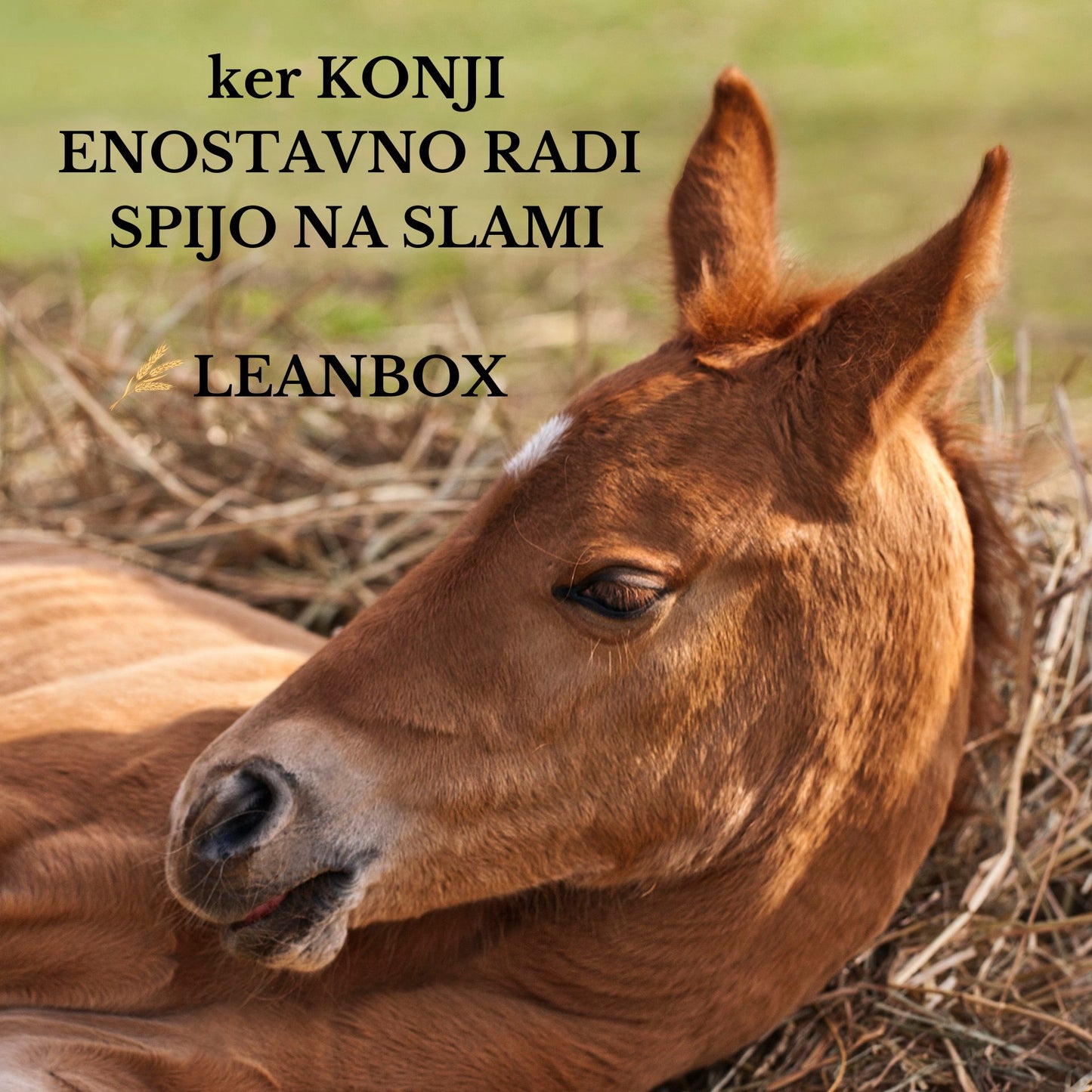 LENABOX - NASTILJ za konje 20kg z DOSTAVO po CELI SLOVENIJI !